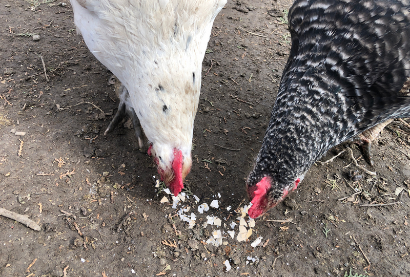chicken love eating repurposed eggshells smashed for calcium