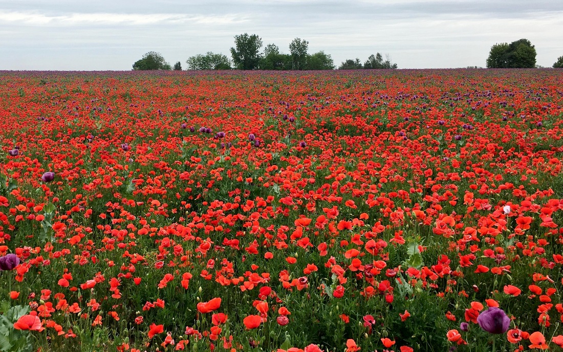 common poppy flower fields, pollinators favorite
