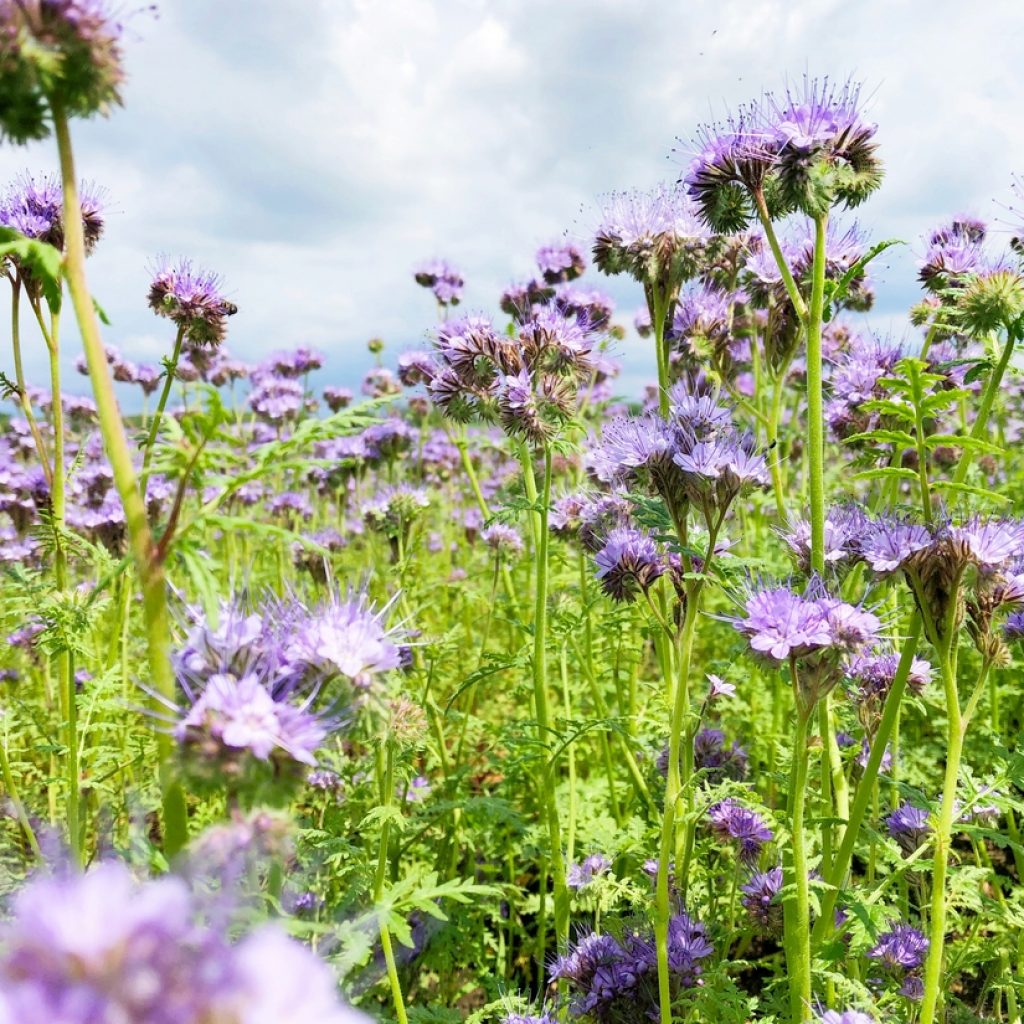 Lacy Phacelia Flower fields closeup purple, pollinators magnet, forage for poultry, livestock animals
