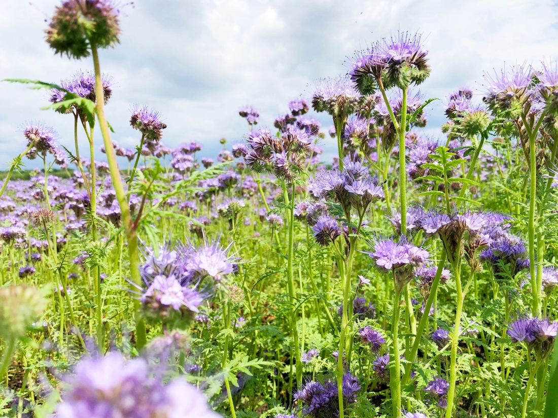 Lacy Phacelia Flower fields closeup purple, pollinators magnet, forage for poultry, livestock animals