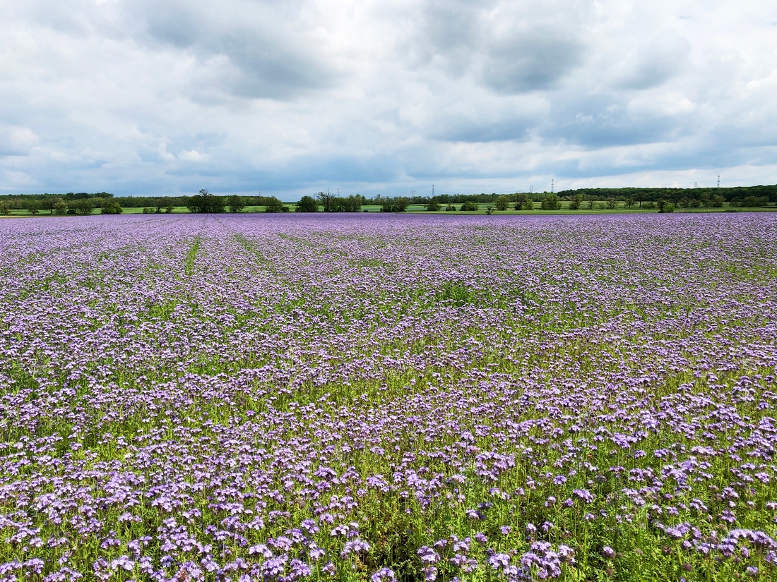 Lacy Phacelia Flower fields purple forage for poultry, livestock animals pollinators love it