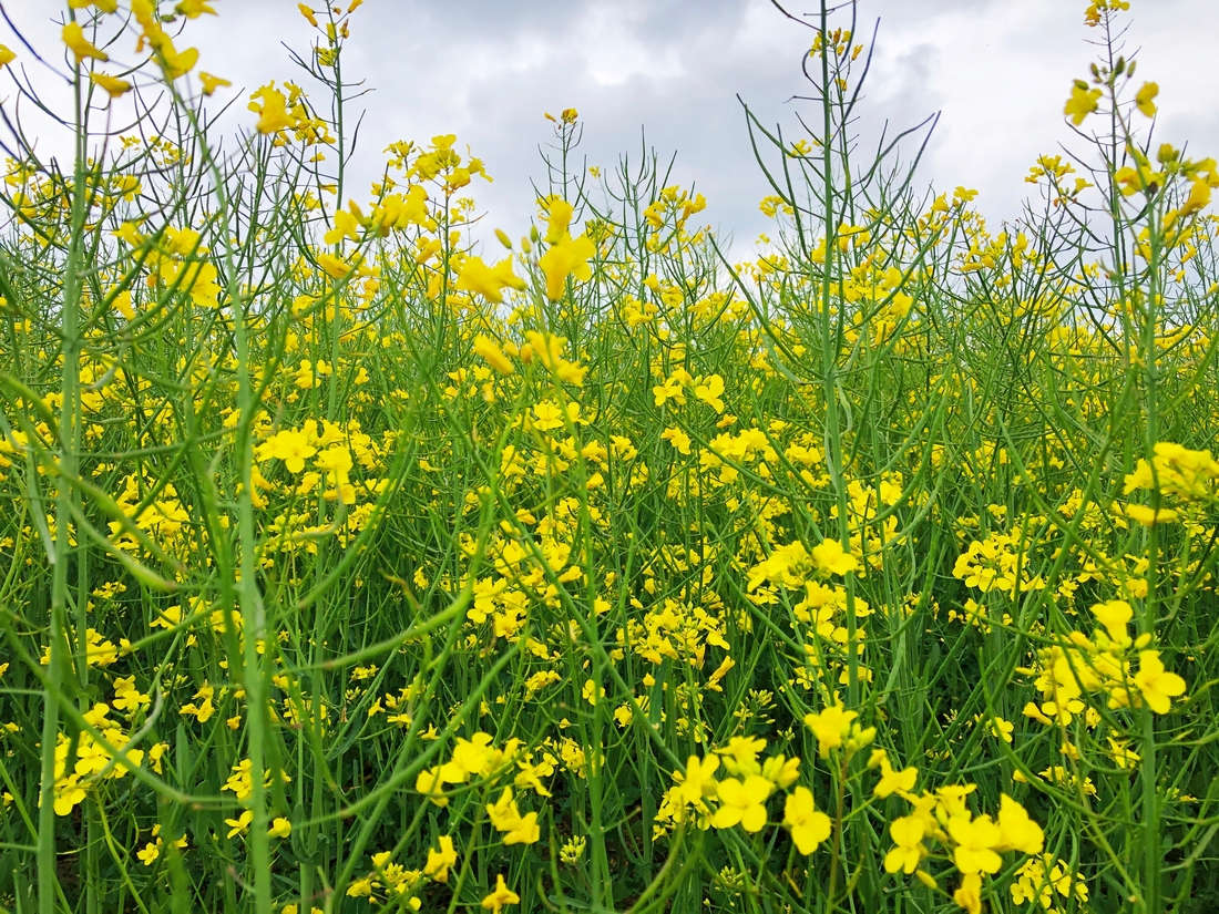 rapeseed flower closeup, source for pollinators, forage for poultry, and livestock animals