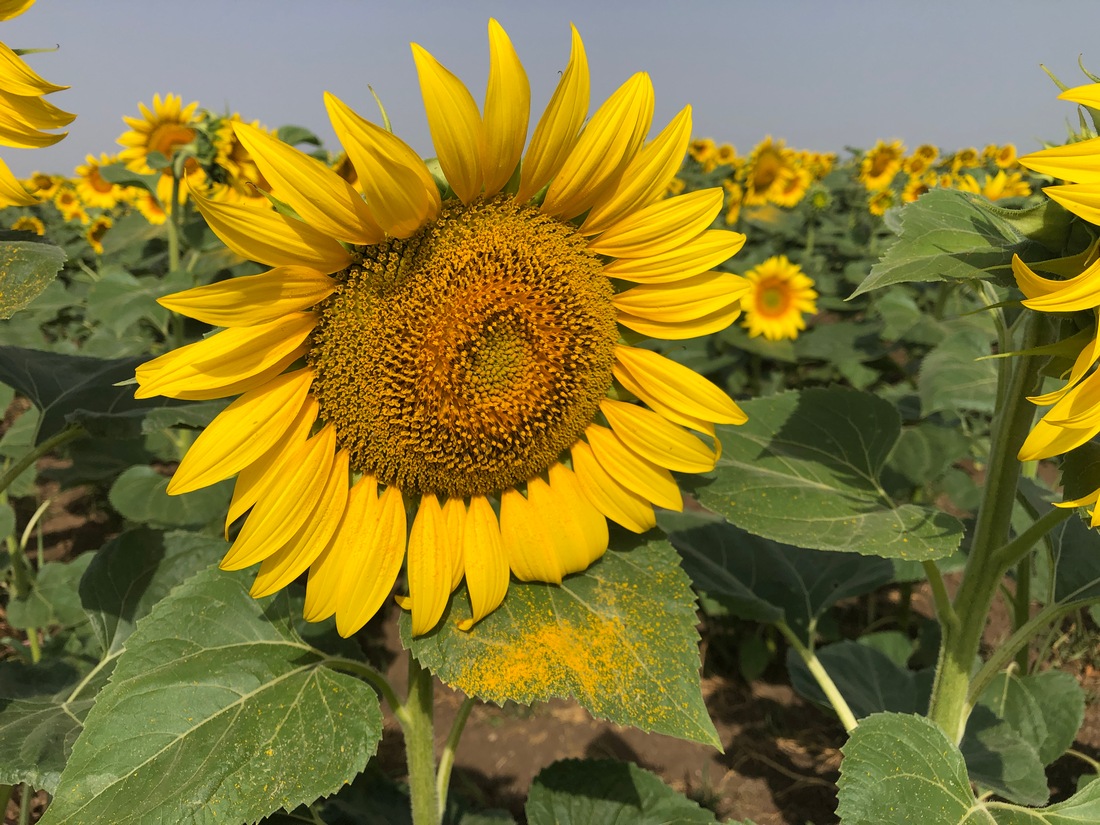 Yellow Sunflower close up forage for poultry, and livestock animals, pollinators favorite