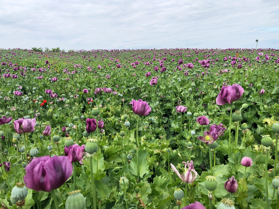 opium poppy flower fields