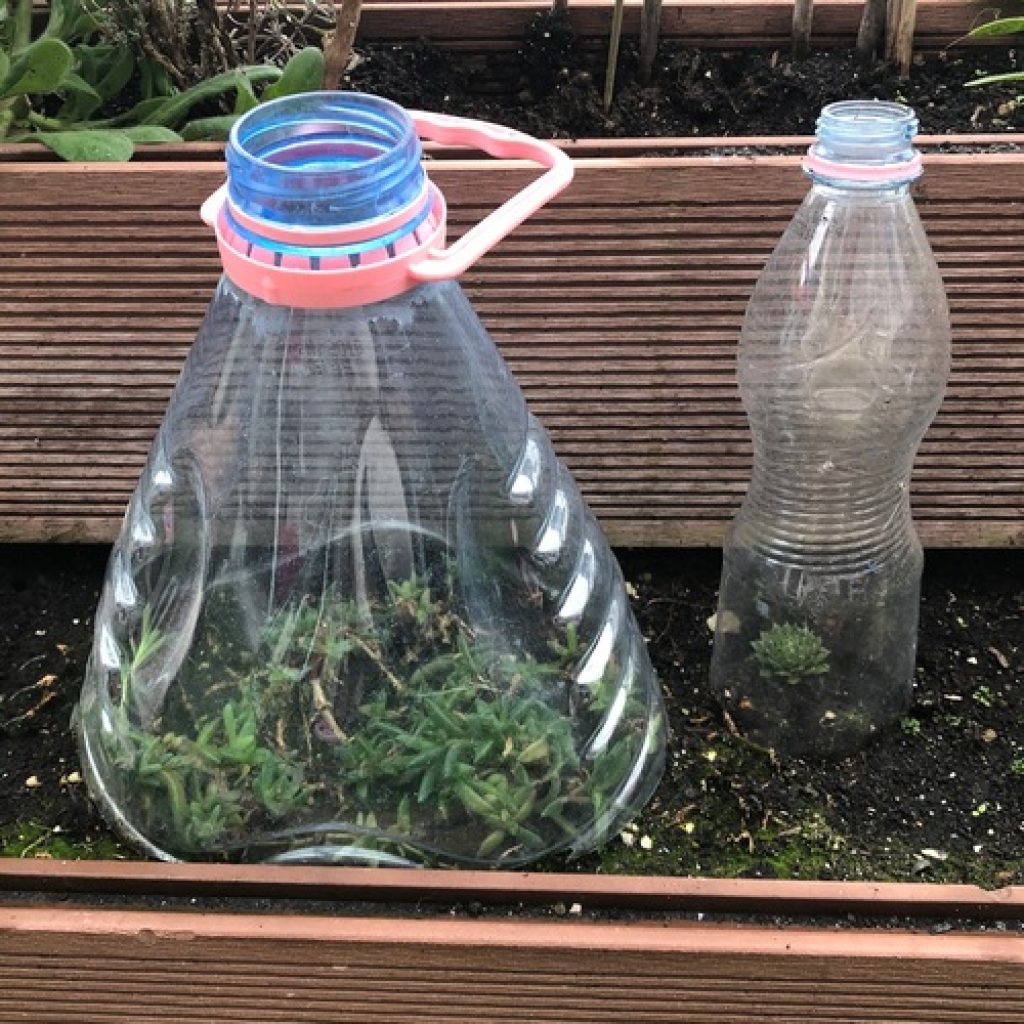 Cut up plastic bottle as individual mini greenhouses