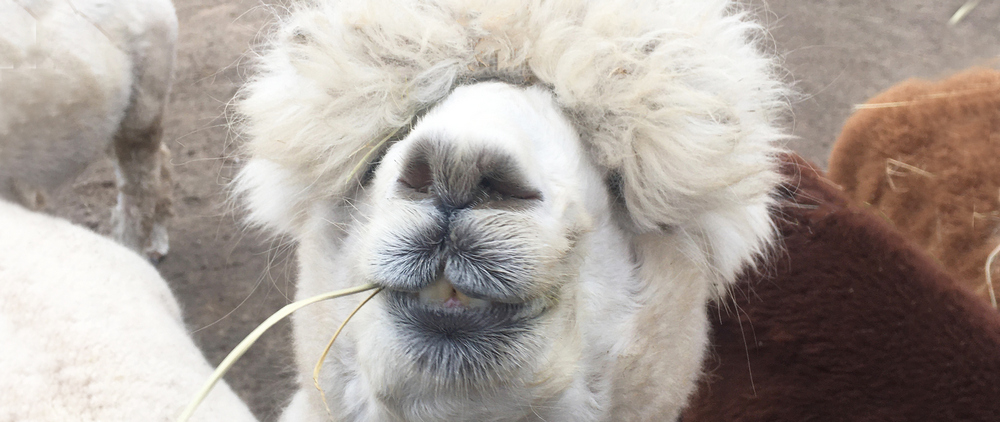 eco-friendly alpacas head chewing hay