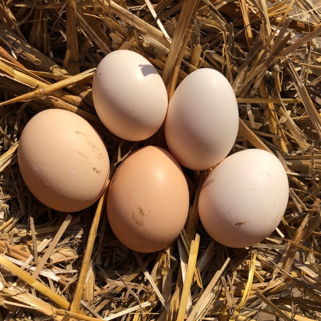 poultry eggs - bantam eggs