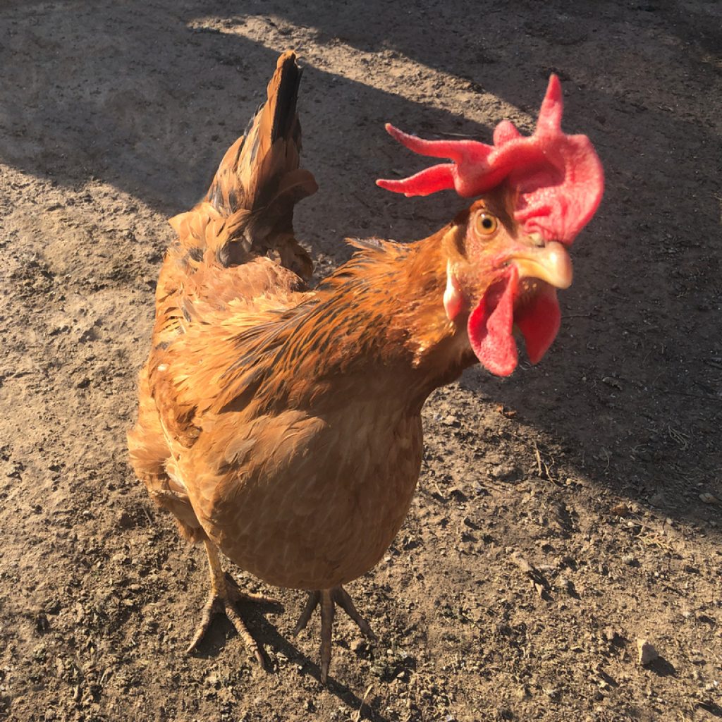 types of barnyard birds chicken