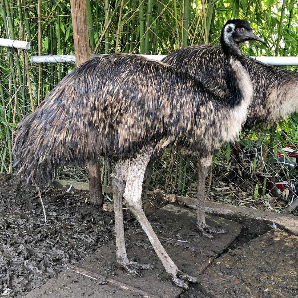 types of barnyard birds - emus