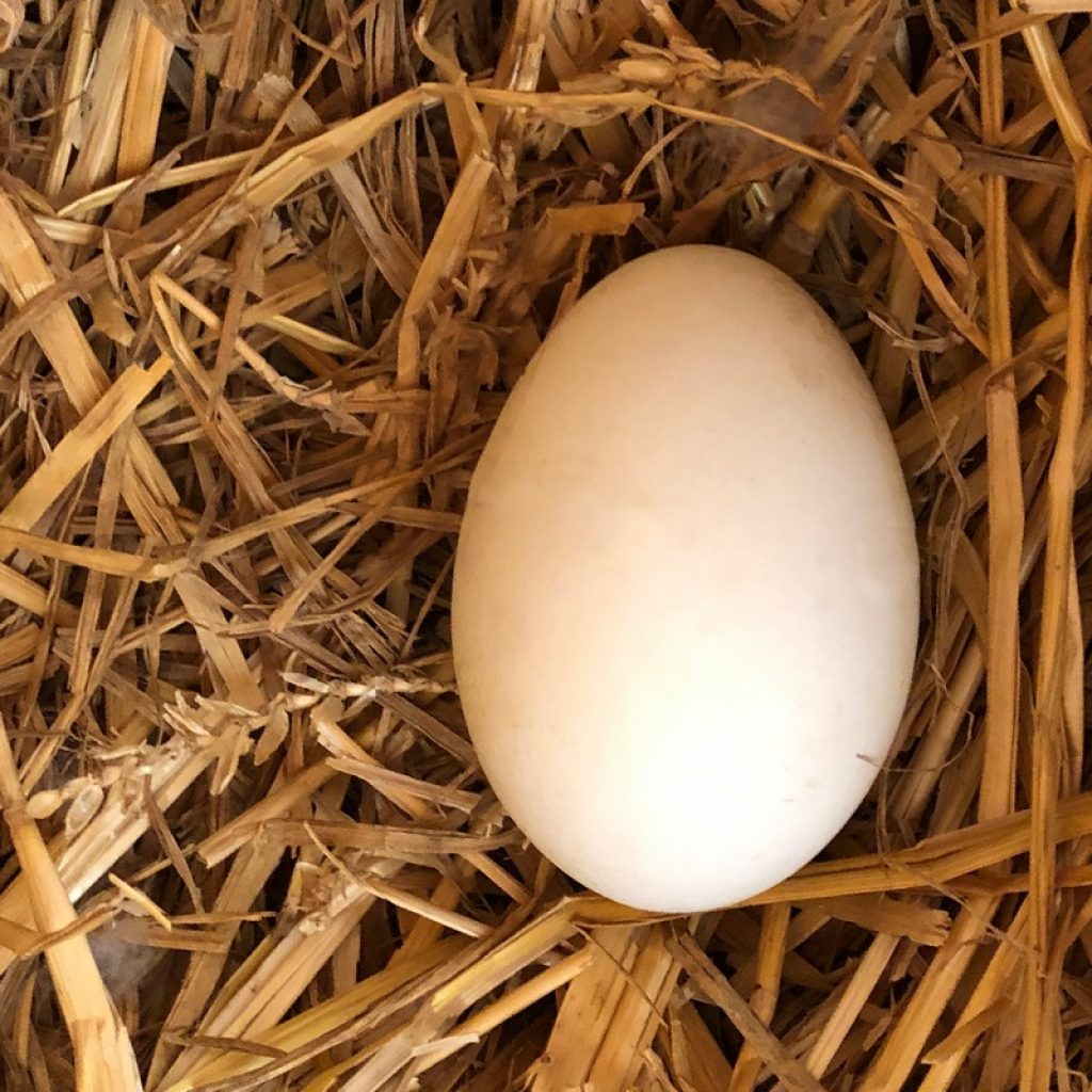 poultry egg - goose egg in nest
