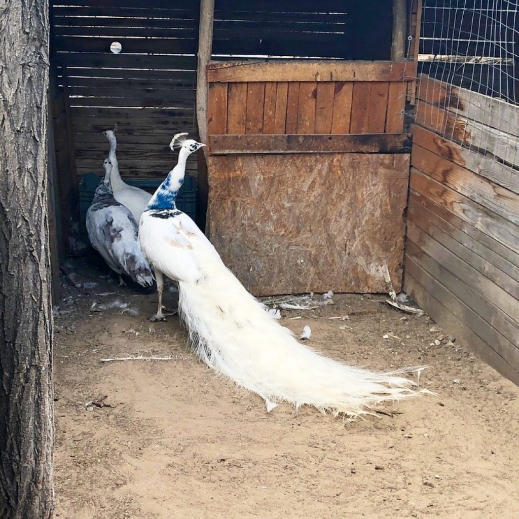 types of barnyard birds, white peacock