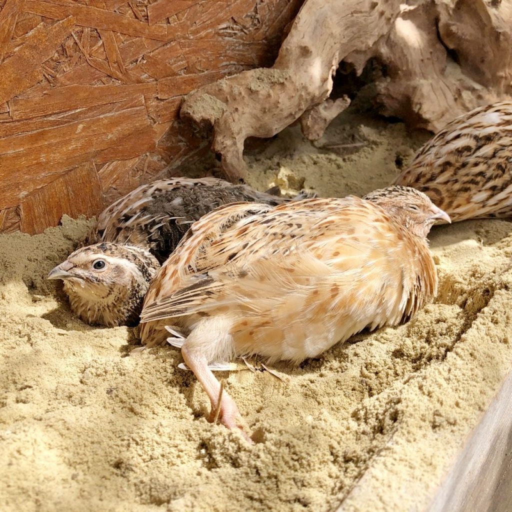 types of barnyard birds, quails bathing in sand